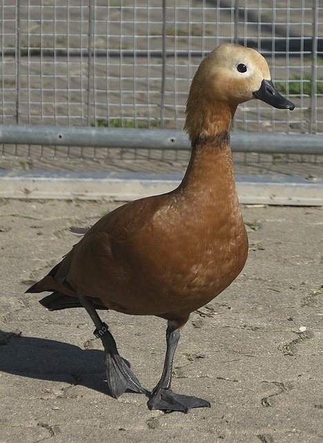 村公路